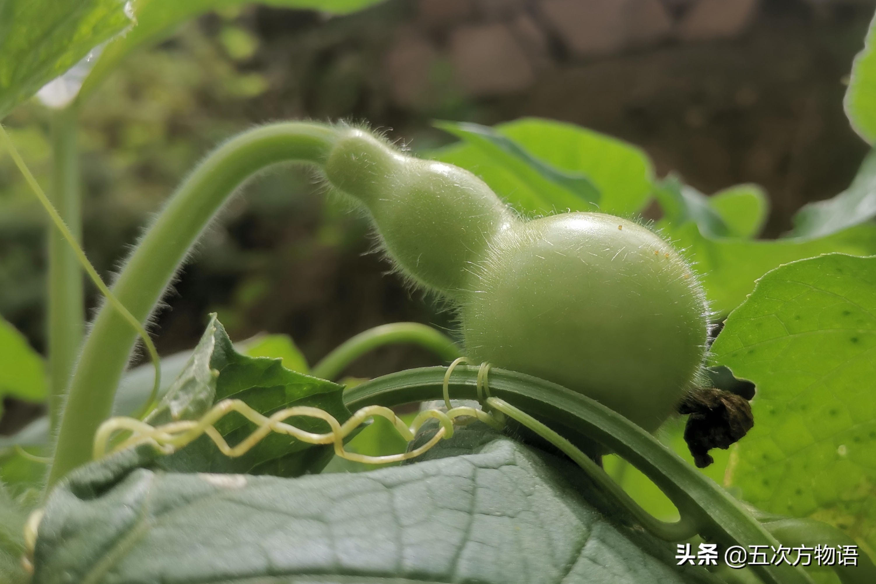 葫芦科蔬菜特点图,葫芦类蔬菜有哪些