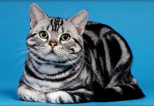 你喜欢哪种猫角色,喜欢洗澡的猫