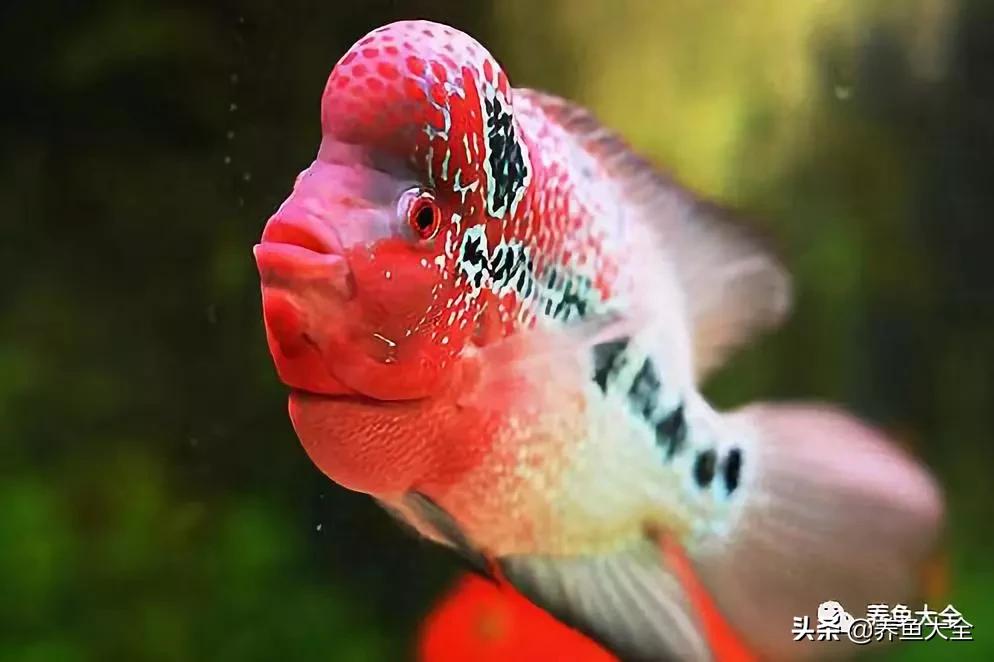 有什么能增加鱼缸里的菌群,鱼缸里面的菌群怎么培养