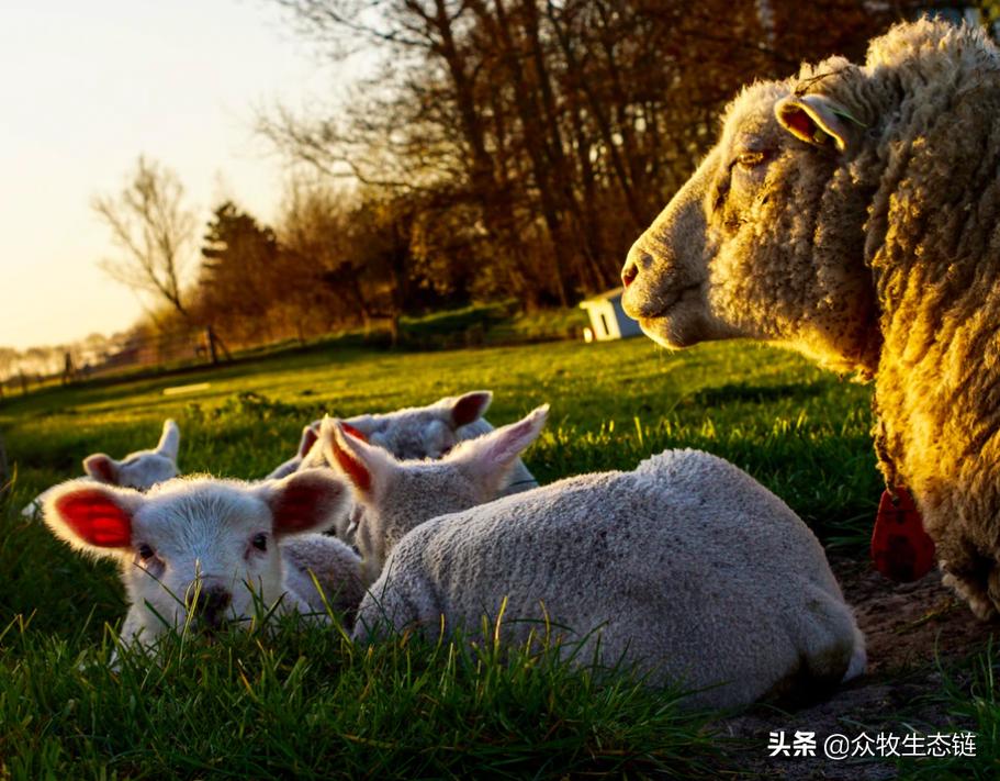羊羔口蹄疫,小羊羔得了口蹄疫不吃奶怎么办