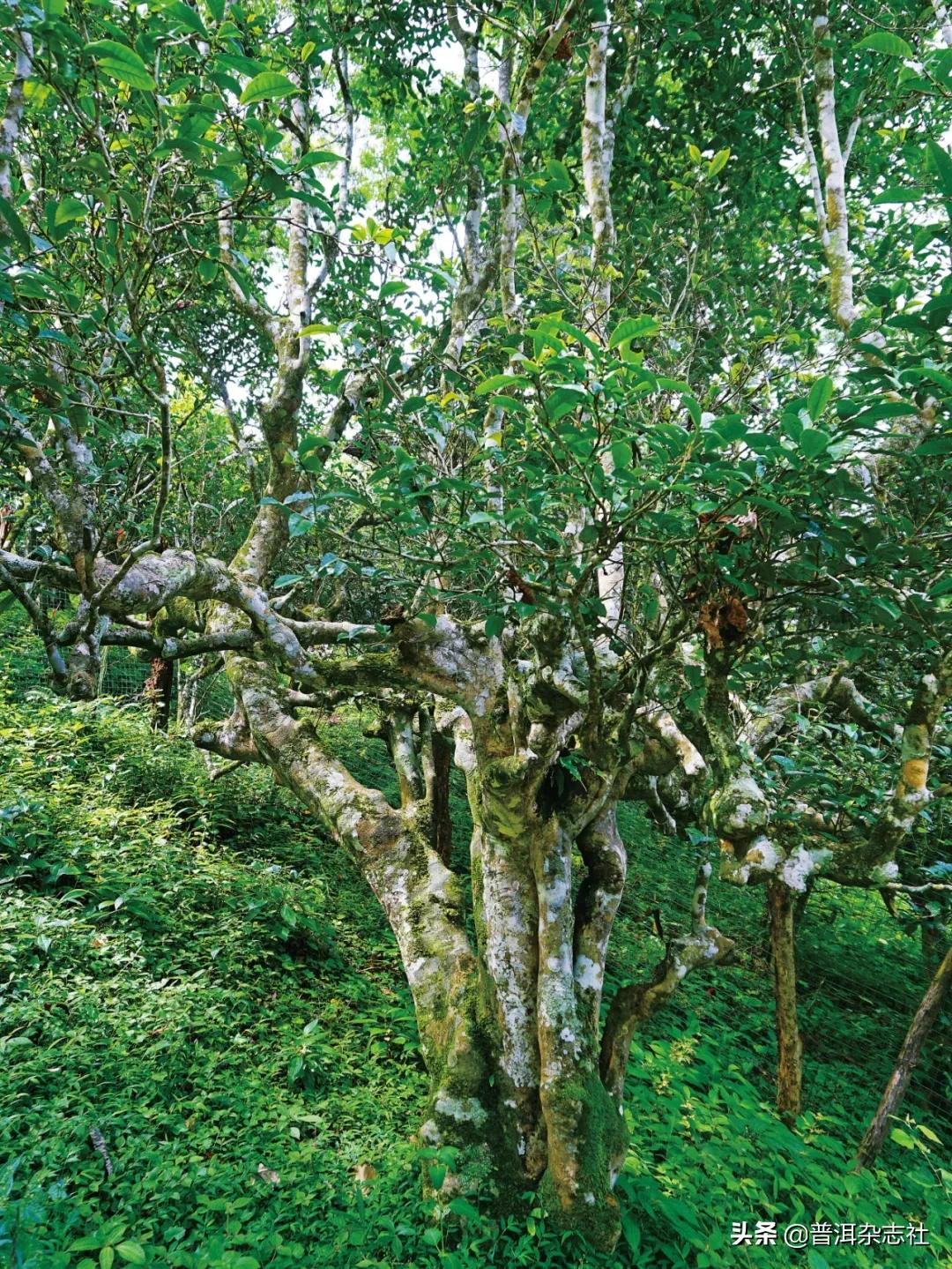 南糯山普洱茶核心产区,南糯山云南农科院茶叶研究所