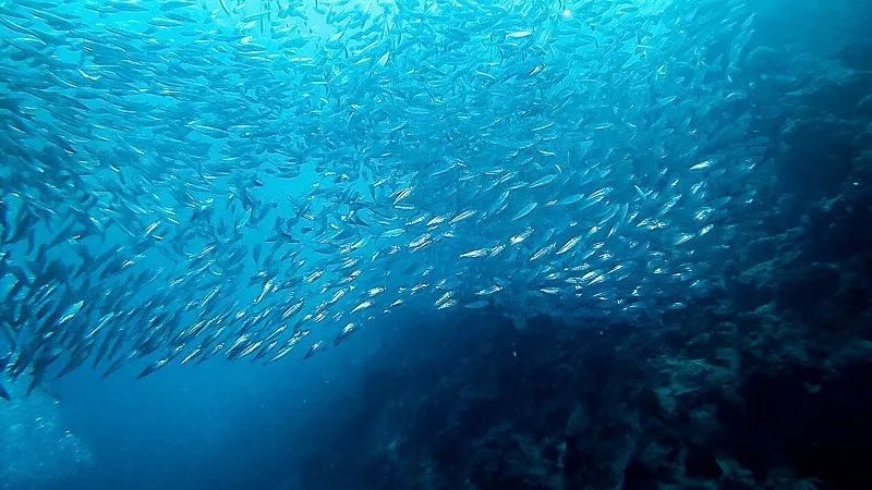 去宿雾攻略,宿雾旅行攻略