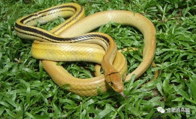 蛇如何升级为龙,可以升级的蛇