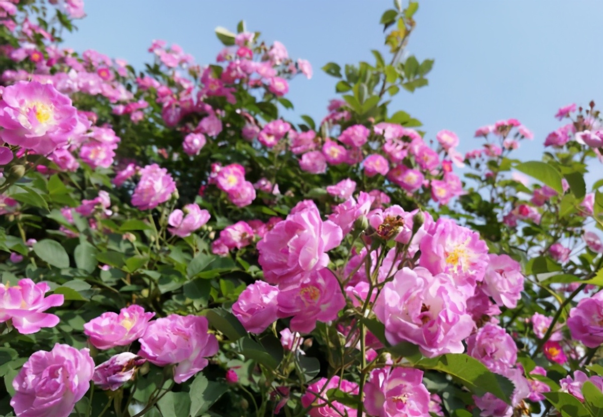 春天到了月季花咋还没开花,到了春天月季的枯叶不掉怎么办