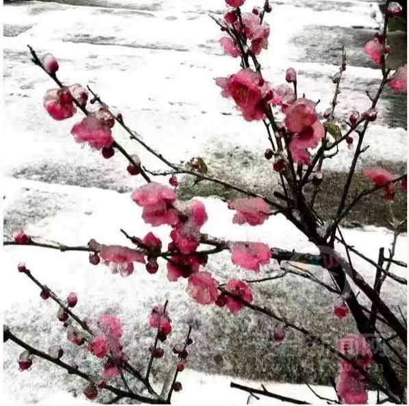 雪中一点红,雪中梅花一片红
