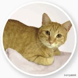 怎样才能看出猫咪对你放下警惕了,怎样发现猫咪的症状