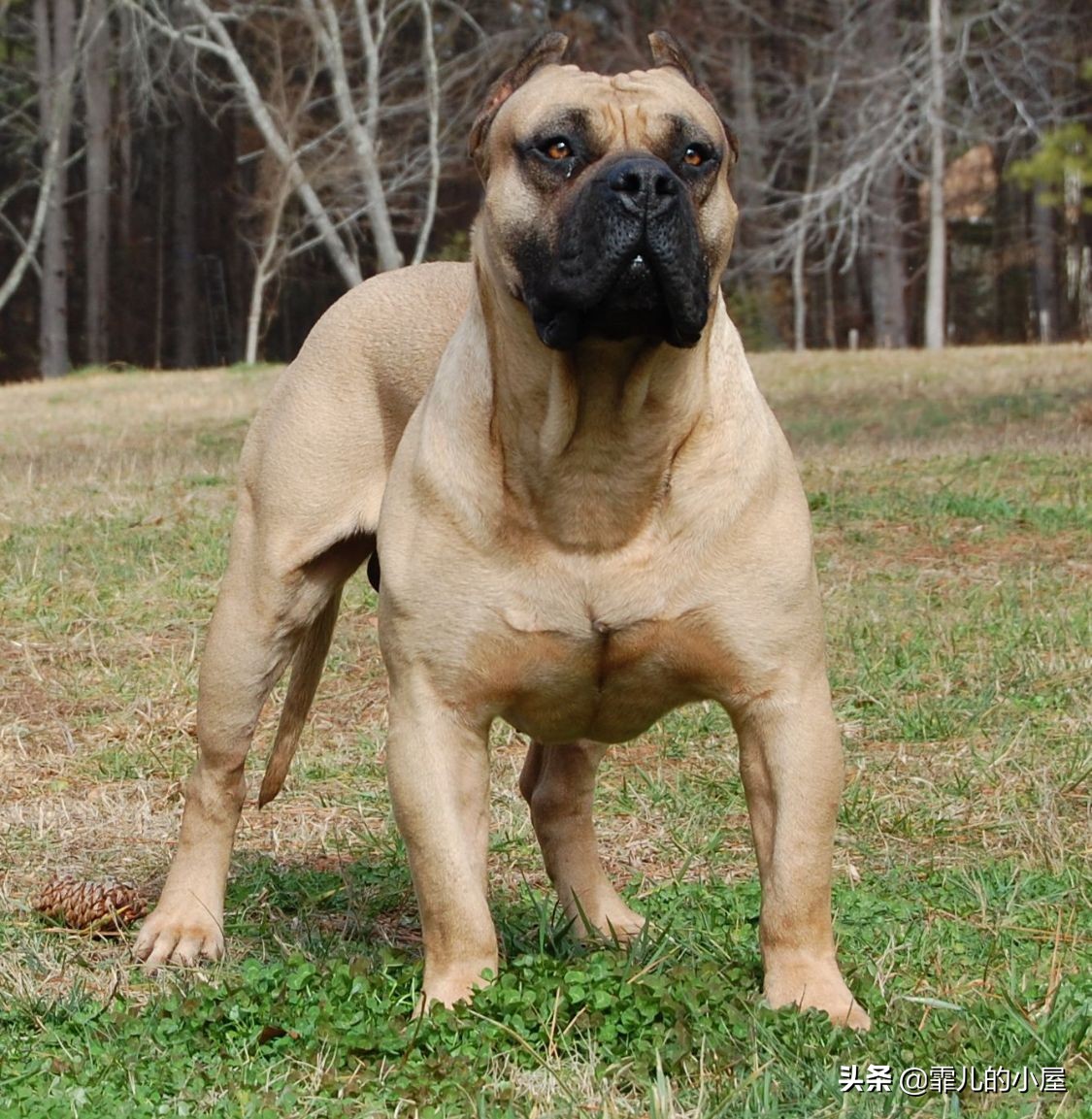 世界上最强悍的獒犬,世界十大獒犬排行榜