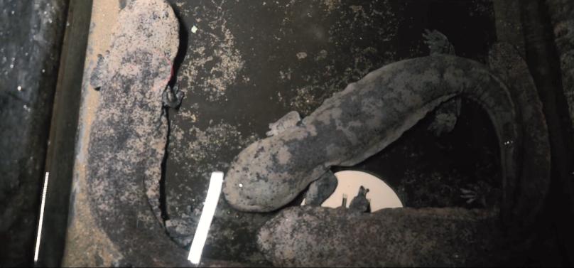 【法治新闻】水产公司被要求搬迁，2万余条大鲵怎么办？