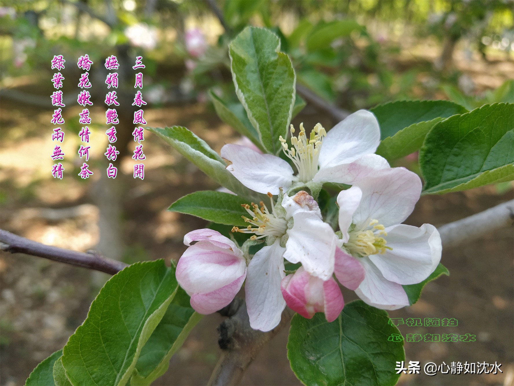 绿叶知花意，春花晓风情