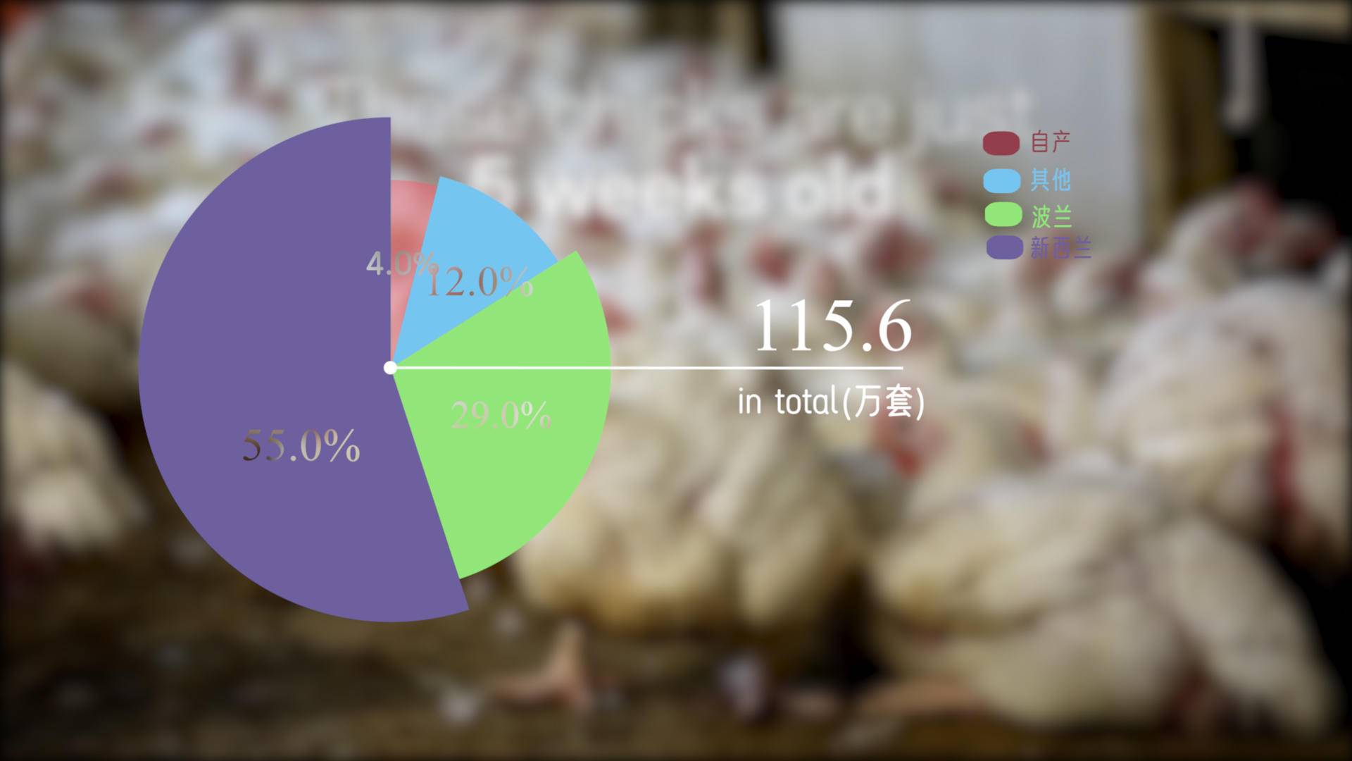 速生鸡与白羽鸡是什么,白羽鸡养殖技术和方法图解