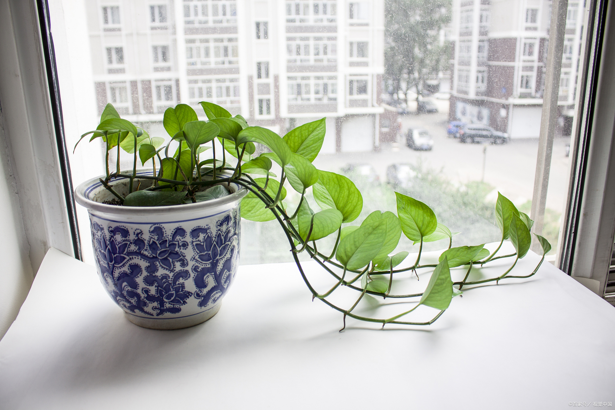 绿萝怎么样养才能长得大长得好,绿萝怎么养比较长得快