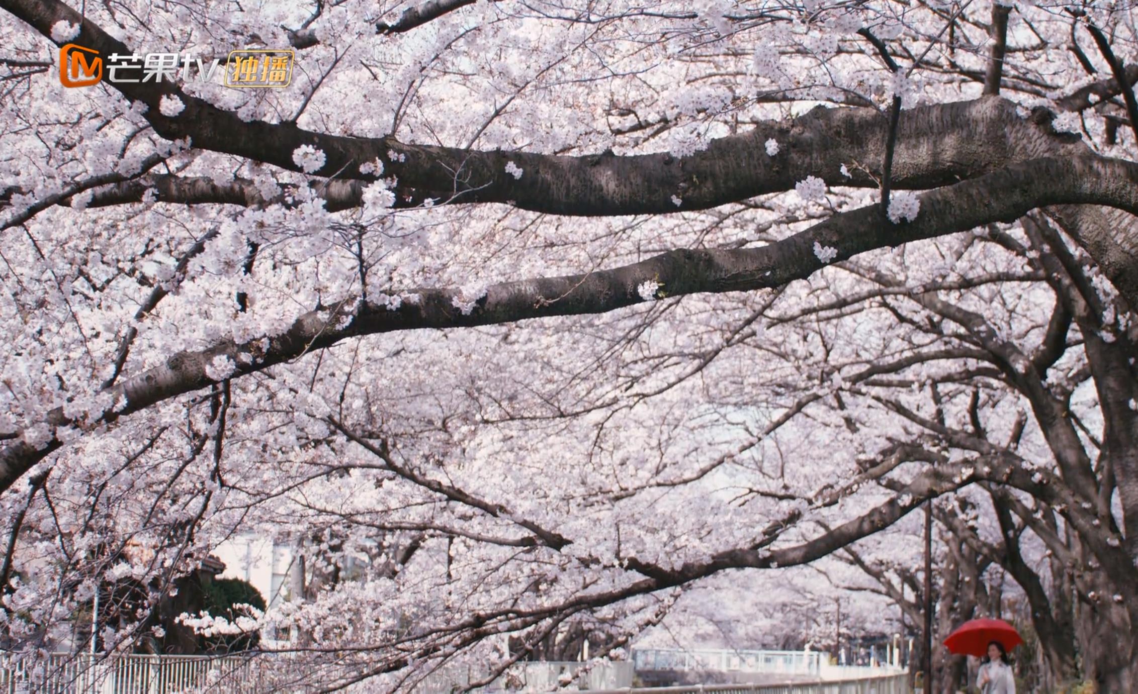 悬疑电影解说天目危机,网剧天目危机