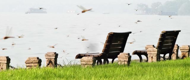 夏天捕捉蜻蜓,夏天捉飞虫