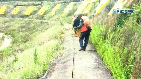 红火蚁咬到人死亡事件,红火蚁出没村民被咬出现休克