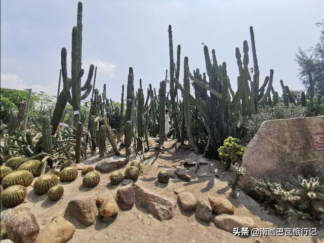 厦门鼓浪屿旅游攻略网红,厦门印象之鼓浪屿