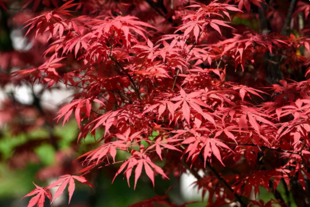 光雾山今天的红叶美景,光雾山红叶观赏全攻略