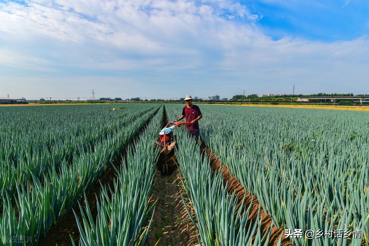 大葱和韭菜发黄怎么治,韭菜大葱干叶病的防治土方法