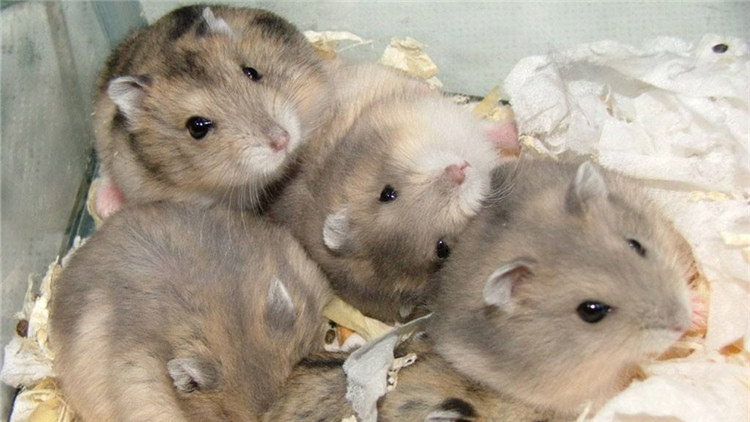 养仓鼠的注意事项和必备物品,饲养仓鼠的十大注意事项