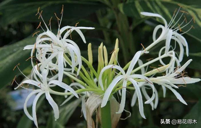 佛教为什么有五树六花,佛教中的五树六花图片