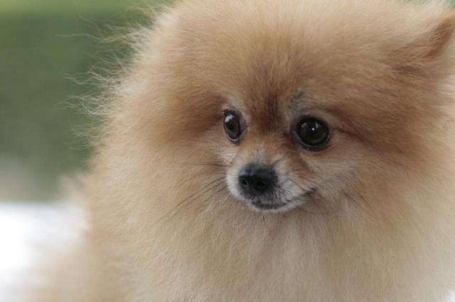 纯种博美犬和精品博美犬如何分辨,纯种博美犬的特征是什么