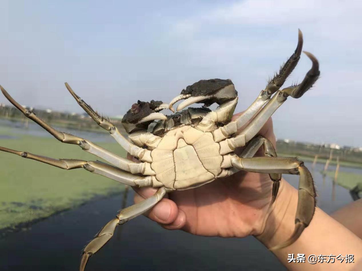 正宗阳澄湖大闸蟹2020价格,阳澄湖大闸蟹8只3两母蟹价格