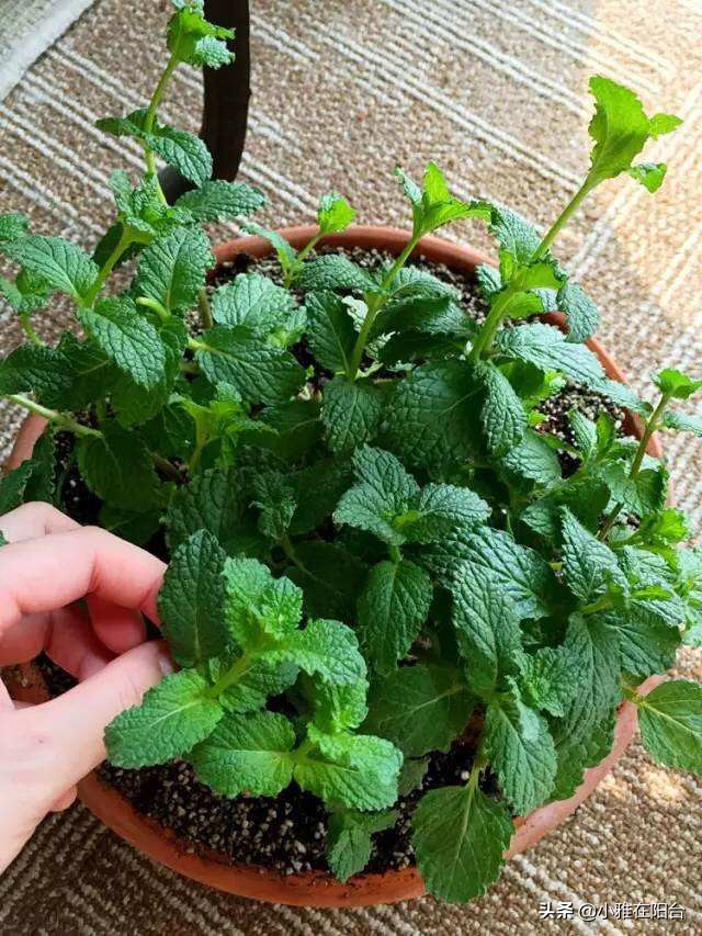 把薄荷养到枝叶繁茂爆盆,薄荷不要根能活吗