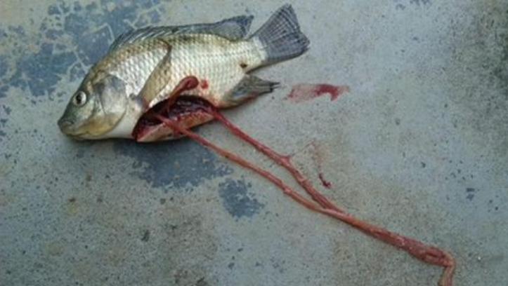 警惕|不可轻敌，罗非鱼肠炎病犯起病来死亡率达90%以上