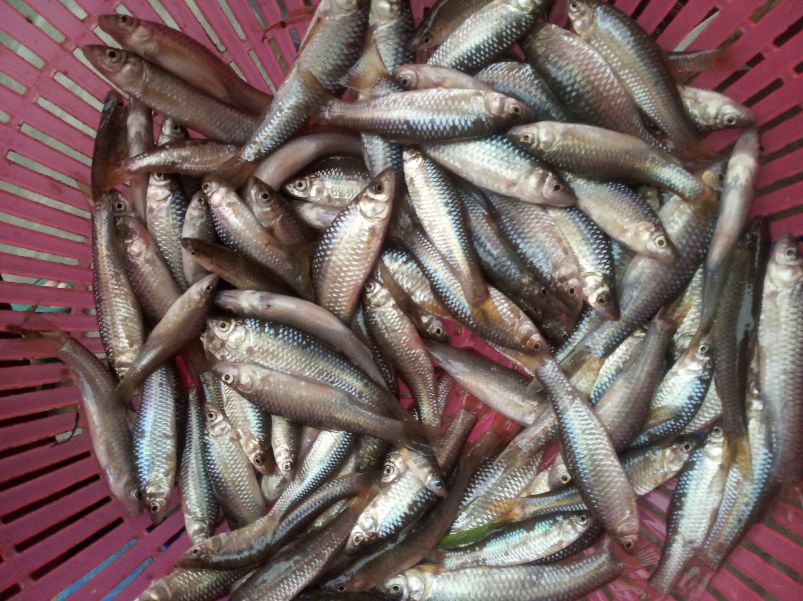 澶у瀷楹︾楸煎拰灏忓瀷楹︾楸肩殑鍖哄埆,甯歌鐨勯害绌楅奔