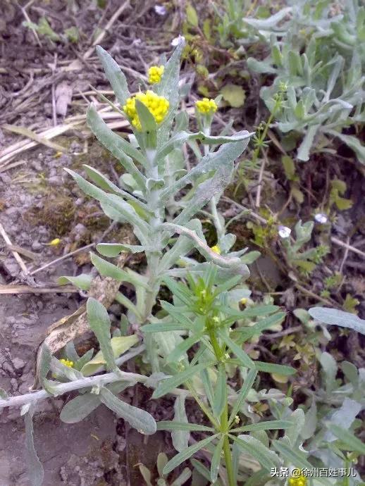狗地芽、臭老婆、鸡屎藤，四川人给野菜取名真是鬼才！