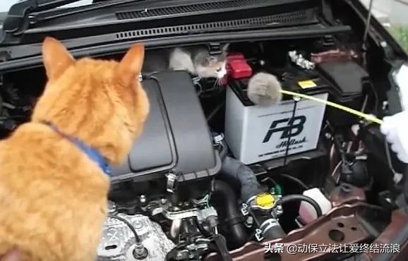 底盘进猫如何处理,车底进猫怎么办