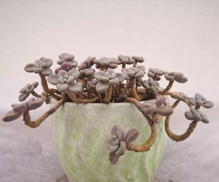 最美的20种多肉,15种最美的多肉