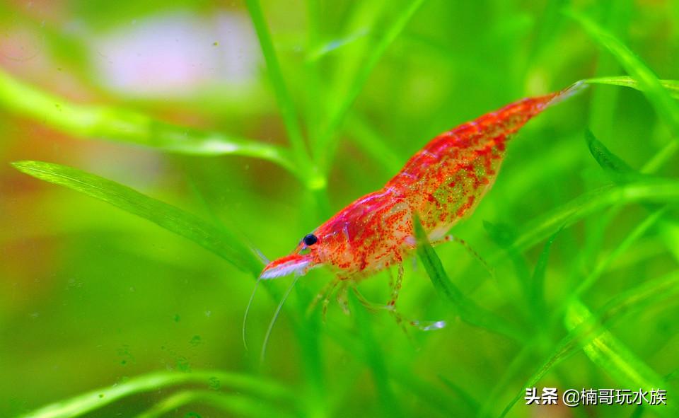 观赏虾的养殖方法图解,养观赏虾的正确方法和注意事项