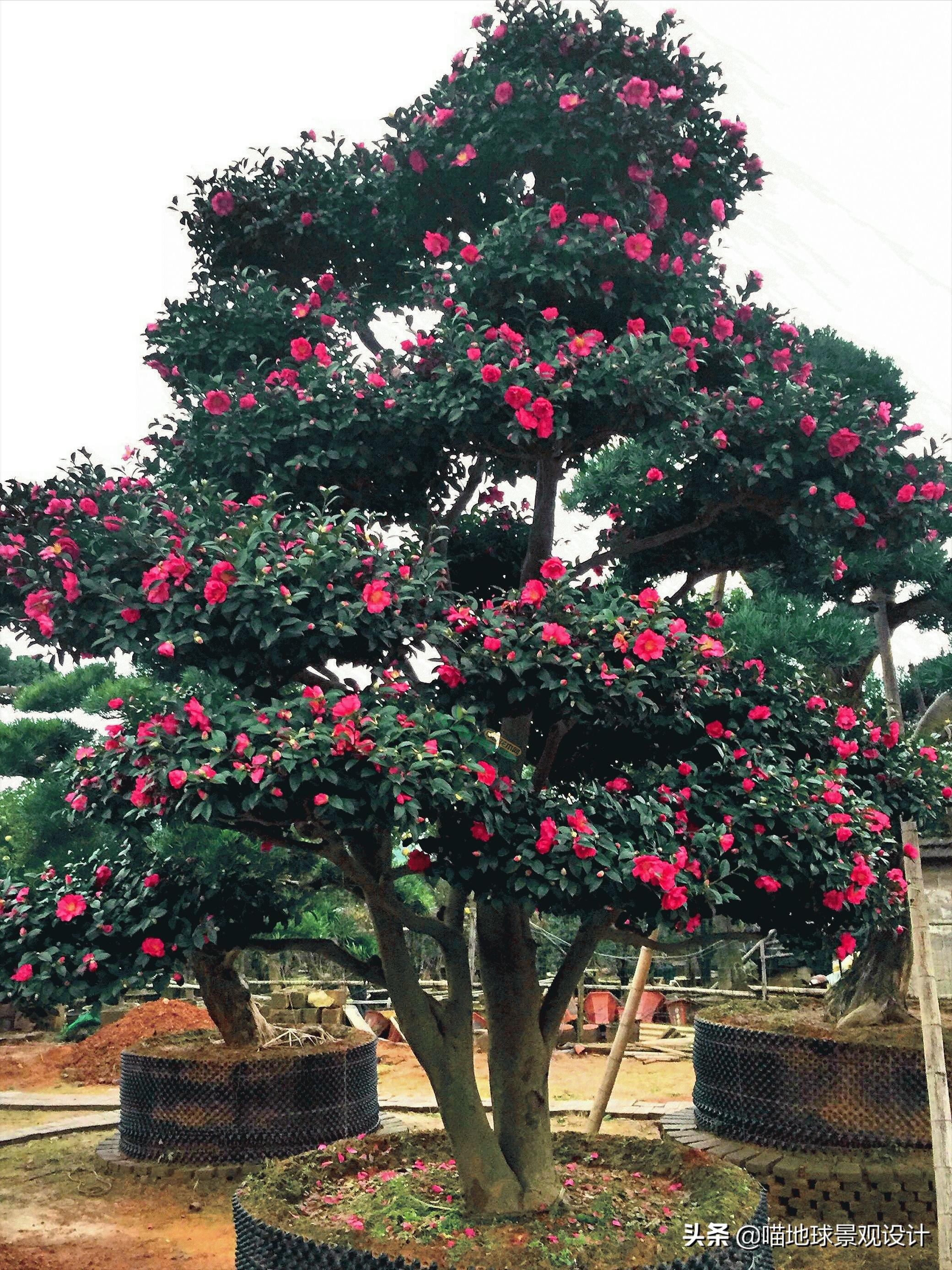 庭院景观设计品种齐全,别墅庭院主景树推荐