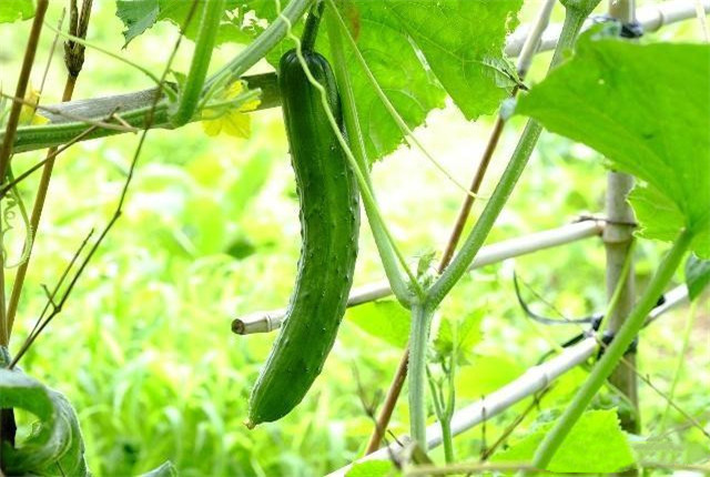 黄瓜嫁接成活率视频讲解,黄瓜嫁接后管理技术全过程