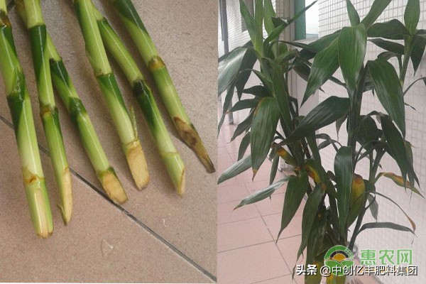 富贵竹叶子发黄掉叶急救专用,富贵竹杆子发黄怎么救