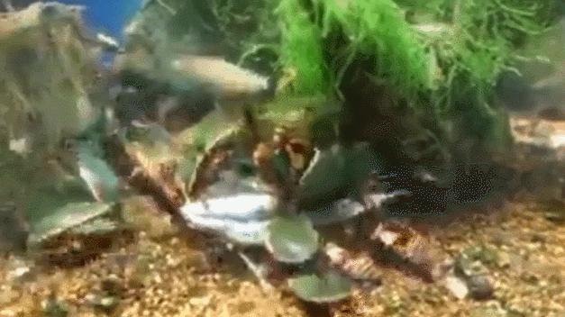 姘翠腑楝ｇ嫍,姘翠笅楝ｇ嫍