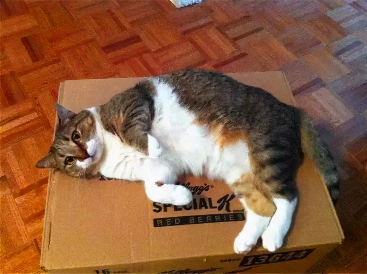 上门取件迅速，寄欧美快至4日达，递四方获客户点赞