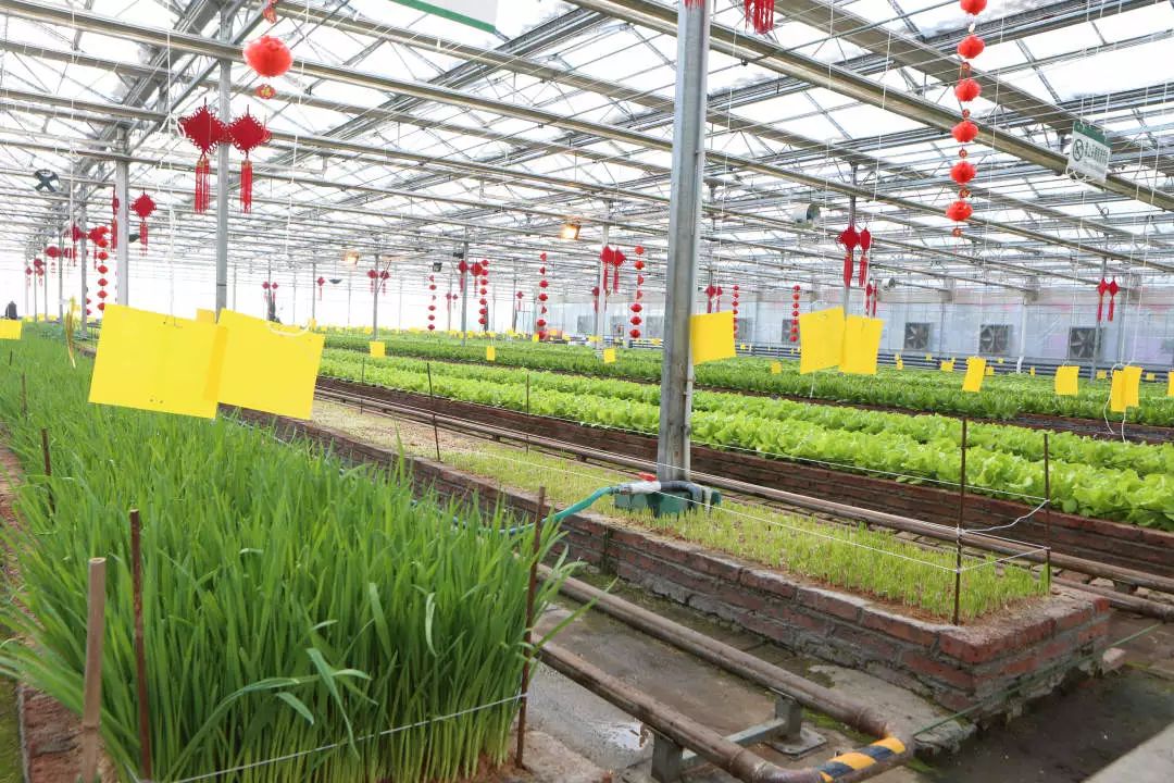 长春农博会游玩攻略,过年看农博会