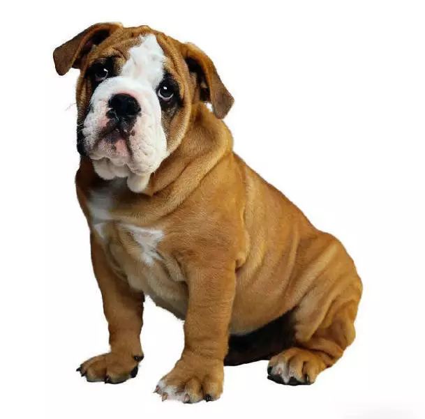 45种名犬大全,72种名犬图片附介绍