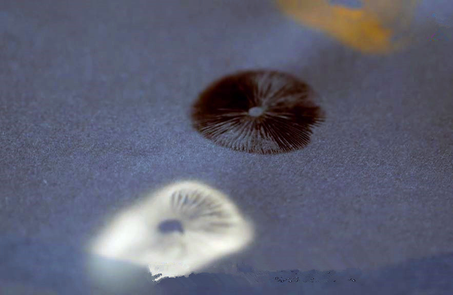 蘑菇是真菌还是植物,香气很浓的蘑菇叫什么菇