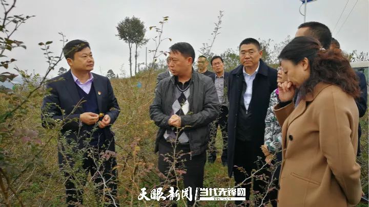 正宗贵州野果刺梨,刺梨贵州刺梨