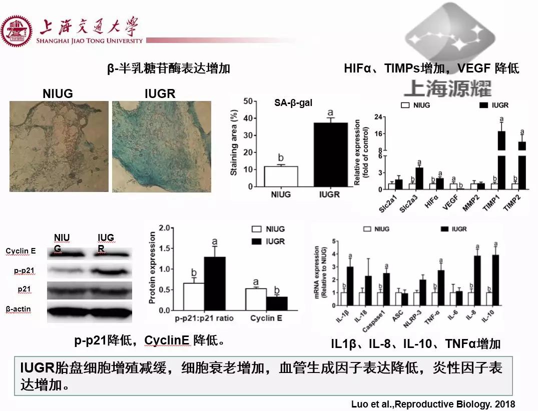 上海交大徐建雄教授直播课笔记：母猪氧化应激与营养调控