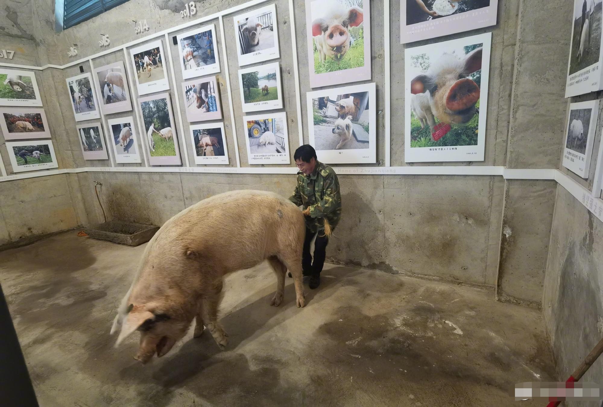 猪坚强在汶川大地震中枪了多少天,汶川大地震36天猪坚强的视频