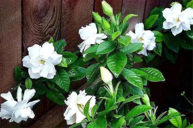 栀子花叶片发黄什么原因,栀子花叶片发黄是什么原因造成的