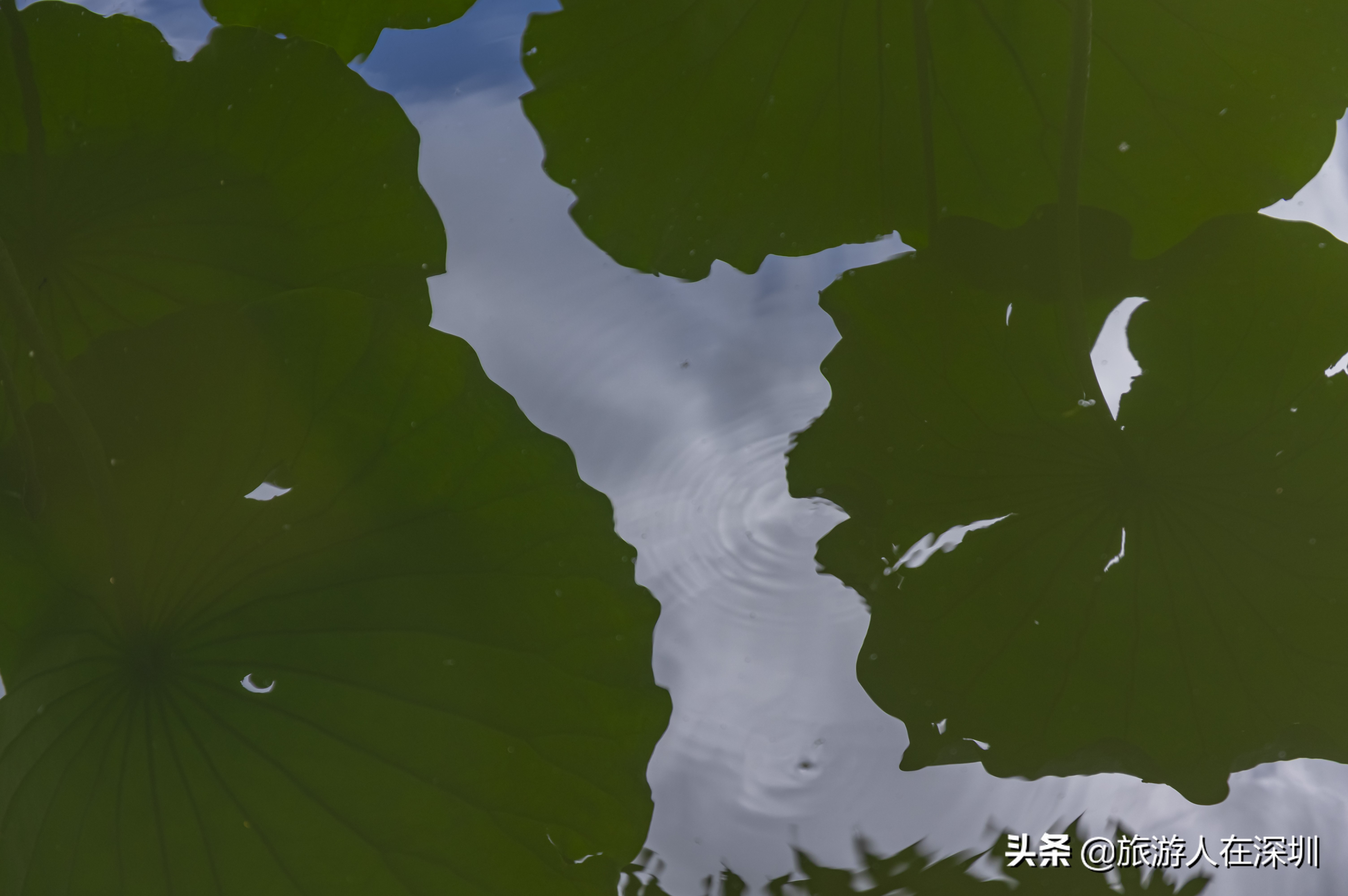 实拍深圳洪湖公园,深圳洪湖公园游玩攻略图