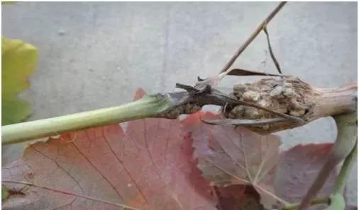有关葡萄的病症,葡萄新梢病害图谱