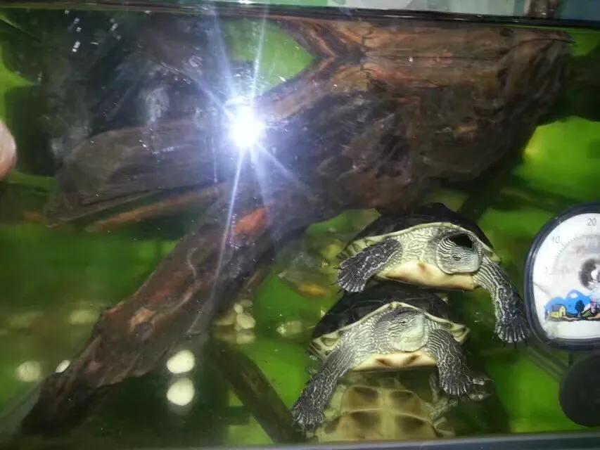 那些年我们养的小动物,盘点这些年我养过的动物