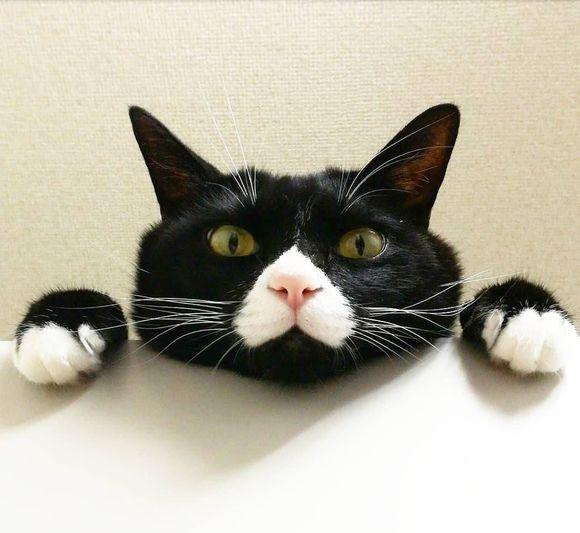 超好看的小说书推荐跟猫有关,以猫为主题的小说