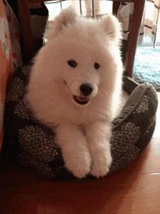 为什么吐舌,宝宝总是吐舌头什么原因