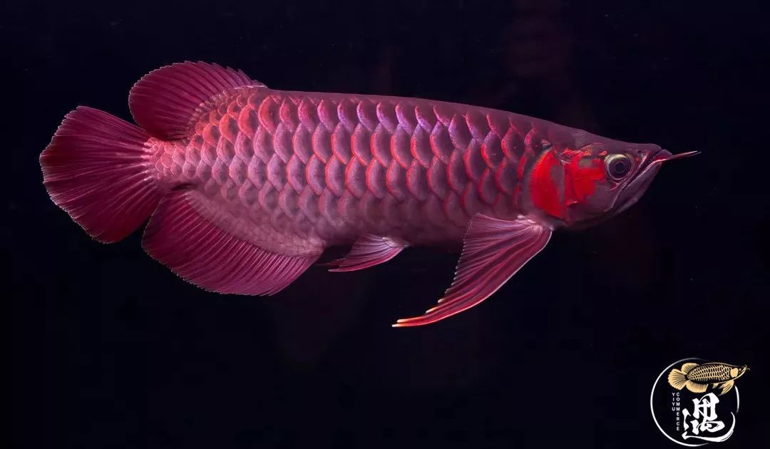 龙鱼如何防止掉尾游动视频,龙鱼翻过来了怎么救